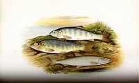 British Fresh Water Fishes, Houghton, 1879, Page 159