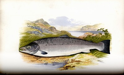 British Fresh Water Fishes, Houghton, 1879, Page 78