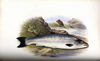 British Fresh Water Fishes, Houghton, 1879, Page 82