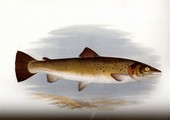 British Fresh Water Fishes, Houghton, 1879, Page 98