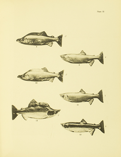 Check list of the fishes of the Dominion of Canada and Newfoundland, Andrew Halkett, 1913, plate 2, Humpback Salmon