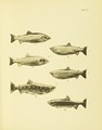 Check list of the fishes of the Dominion of Canada and Newfoundland, Andrew Halkett, 1913, plate 3, Dog Salmon