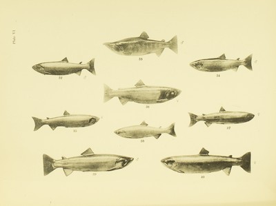 Check list of the fishes of the Dominion of Canada and Newfoundland, Andrew Halkett, 1913, plate 6, Sockeye and Steelhead Salmon