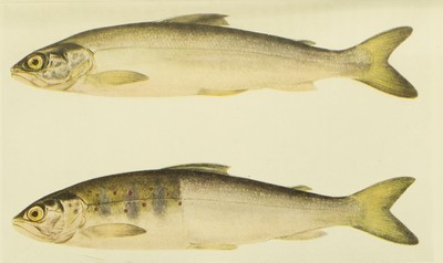 Days & Nights of Salmon Fishing in the Tweed, William Scrope, 1921, facing 38, salmon