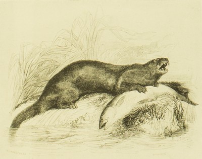 Days & Nights of Salmon Fishing in the Tweed, William Scrope, 1921, facing 66, salmon