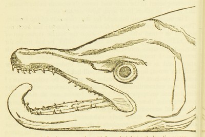 The Descent of Man and Selection in Relation to Sex, Charles Darwin, 1874, 352, Salmon