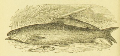 Die Fischzucht, Max von dem Borne, 1875, 100, Char