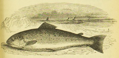 Die Fischzucht, Max von dem Borne, 1875, 85, Bull Tout