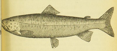 Die Fischzucht, Max von dem Borne, 1875, 91, Great Lake Trout