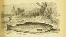 Die Fischzucht, Max von dem Borne, 1875, 93, Trout