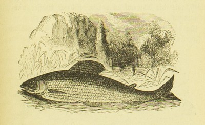 Die Fischzucht, Max von dem Borne, 1875, 99, Grayling