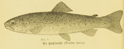 Die künstliche Zucht der Forelle, Bruno Diessner, 1902, 2, Brook Trout
