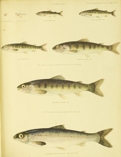 Experimental Observations on the Development and Growth of Salmon-fry, John Shaw, 1840, plate 22, Salmon