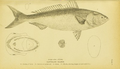 Fish and Fisheries of New South Wales, J. E Tenison-Woods, 1883, Plate 5, Australian Salmon