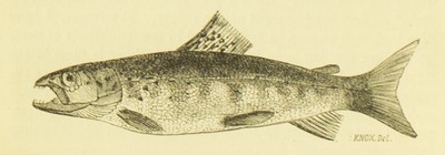 Scotland : with a History of the Propagation, Growth, and Metamorphoses of the Salmon, Robert Knox, 1854, 14, Trout