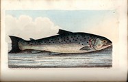 Fish and Fish Ponds, Albin, 1835, Page 88