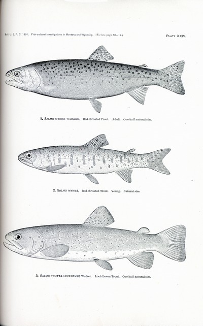 Fish Cultural Investigations in Montana, Wyoming and Texas, 1891, Plate XXIV