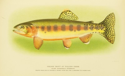Fishes,, David Starr Jordan, 1907, Facing 324, Golden Trout
