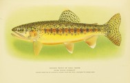 Fishes,, David Starr Jordan, 1907, facing 326, Golden Trout