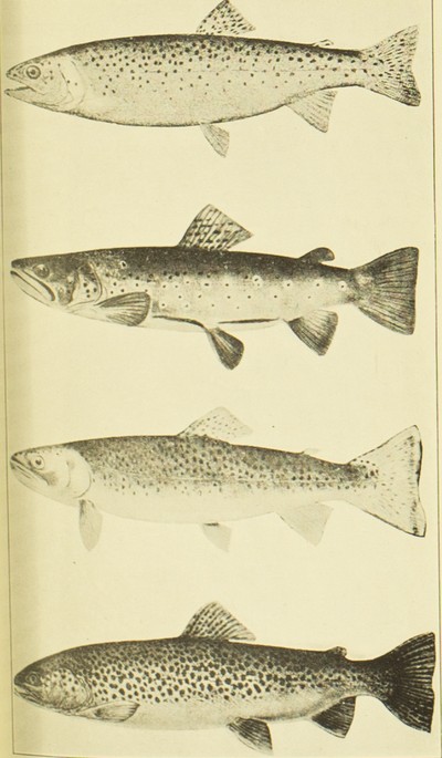 Fishes of Yosemite National Park, Barton Warren Evermann, 1920, plate 15, Lake Tahoe Trout, Brown Trout, Cutthroat Trout, Lochleven Trout