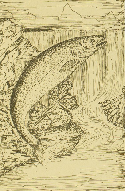 Fishing Across the Continent; Short True Stories for Boys, William Newell Hull, c1905, 231, Salmon