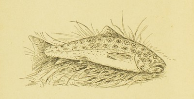 Fishing Across the Continent; Short True Stories for Boys, William Newell Hull, c1905, 24, Unkown Species