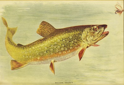 Fishing Across the Continent; Short True Stories for Boys, William Newell Hull, c1905, facing 177, Brook Trout