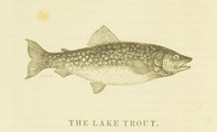 Frank Forester's Fish and Fishing, Henry William Herbert, 1850, 116, Lake Trout