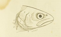 Frank Forester's Fish and Fishing, Henry William Herbert, 1850, 45, Salmon