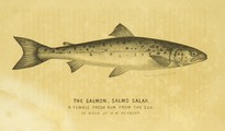 Frank Forester's Fish and Fishing, Henry William Herbert, 1850, facing 54, Salmon