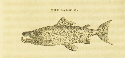 Natural History of the Fishes of Massachusetts : Embracing a Practical Essay on Angling, Jerome Van Crowninshield Smith, 1833, 139, Salmon