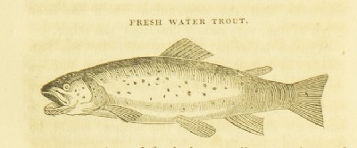 Natural History of the Fishes of Massachusetts : Embracing a Practical Essay on Angling, Jerome Van Crowninshield Smith, 1833, 142, Trout