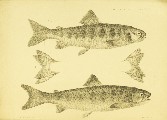 On the Breeding of Salmon from Parents Which Have Never Descended to the Sea, Francis Day, 1885, plate 53, Salmon