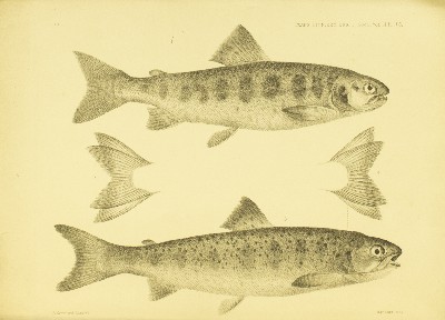 On the Breeding of Salmon from Parents Which Have Never Descended to the Sea, Francis Day, 1885, plate 53, Salmon