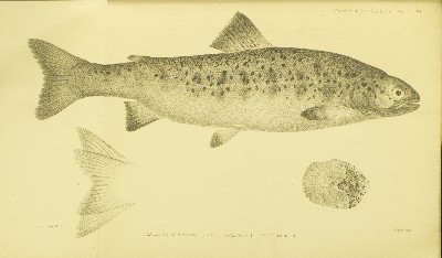 On the Breeding of Salmon from Parents Which Have Never Descended to the Sea, Francis Day, 1885, plate 54, Salmon