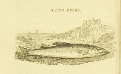 Salmonia, or, Days of Fly Fishing : in a Series of Conversations. With Some Account of the Habits of Fishes Belonging to the Genus Salmo, Humphry Davy Sir, 1828, 230, Danube Salmon