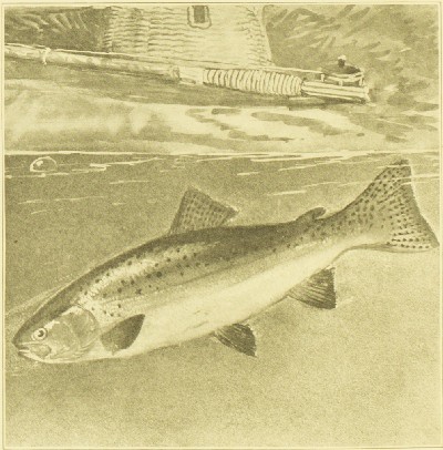 The American Natural History; a Foundation of Useful Knowledge of the Higher Animals of North America, William T Hornaday (William Temple), 1914, 222, Rainbow Trout