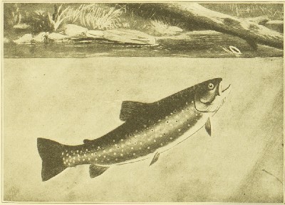 The American Natural History; a Foundation of Useful Knowledge of the Higher Animals of North America, William T Hornaday (William Temple), 1914, 227, Eastern Brook Trout