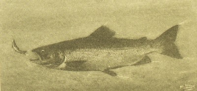 The American Natural History; a Foundation of Useful Knowledge of the Higher Animals of North America, William T Hornaday (William Temple), 1914, 244, Sebago Salmon