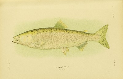 The Fishes of Alaska, Barton Warren Evermann and Edmund Lee Goldsborough, 1907, plate 23, Humpback Salmon