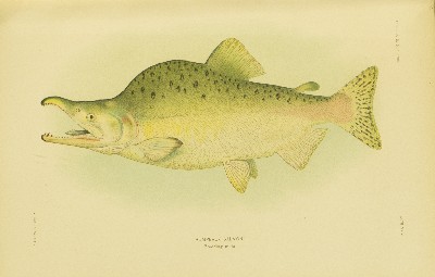 The Fishes of Alaska, Barton Warren Evermann and Edmund Lee Goldsborough, 1907, plate 24, Humpback Salmon