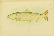 The Fishes of Alaska, Barton Warren Evermann and Edmund Lee Goldsborough, 1907, plate 25, Humpback Salmon