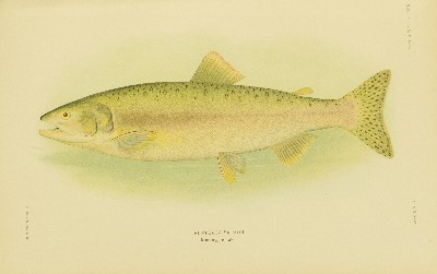 The Fishes of Alaska, Barton Warren Evermann and Edmund Lee Goldsborough, 1907, plate 26, Humpback Salmon