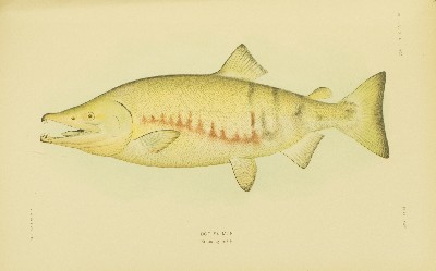 The Fishes of Alaska, Barton Warren Evermann and Edmund Lee Goldsborough, 1907, plate 27, Dog Salmon