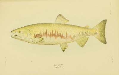 The Fishes of Alaska, Barton Warren Evermann and Edmund Lee Goldsborough, 1907, plate 28, Dog Salmon