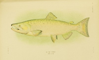 The Fishes of Alaska, Barton Warren Evermann and Edmund Lee Goldsborough, 1907, plate 29, Chinook Salmon