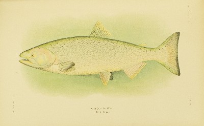 The Fishes of Alaska, Barton Warren Evermann and Edmund Lee Goldsborough, 1907, plate 30, Chinook Salmon