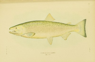 The Fishes of Alaska, Barton Warren Evermann and Edmund Lee Goldsborough, 1907, plate 31, Silver Salmon