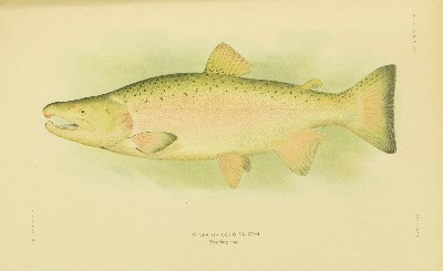 The Fishes of Alaska, Barton Warren Evermann and Edmund Lee Goldsborough, 1907, plate 32, Silver Salmon
