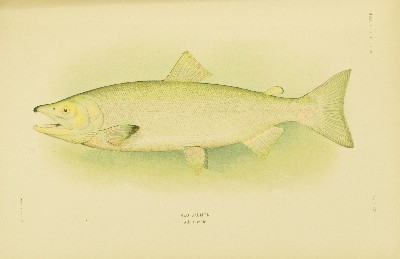 The Fishes of Alaska, Barton Warren Evermann and Edmund Lee Goldsborough, 1907, plate 33, Red Salmon
